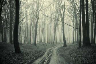 Black And White Forest Wallpaper HD Pretty