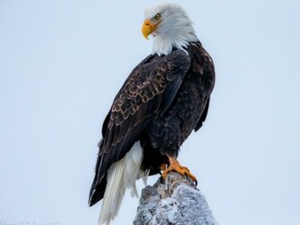 Bald Eagle HD Wallpaper Pictures Image Background Photos