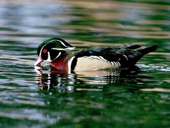 Wood Duck Drake