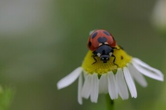 Lady Bug Wallpaper Animal Literature