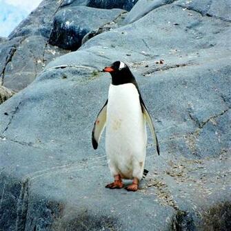 Penguin Rock iPad Wallpaper