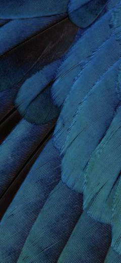 Pattern Feathers Blue Green Cool Ios9 Wallpaper Sc iPhonexs