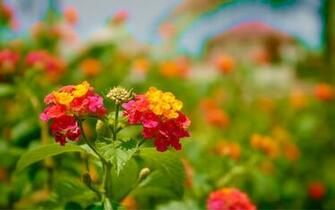 Beautiful Flowers Most Image