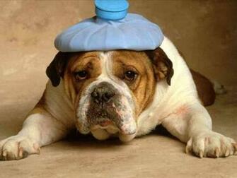 Crazy Dog Pictures Wallpaper