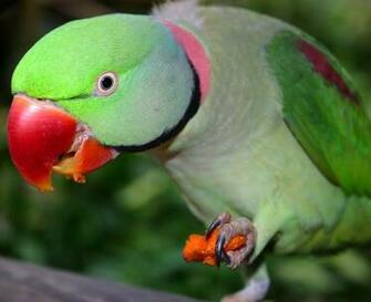 And Red Parrot Sitting Is Eating Wallpaper Pitcher Image