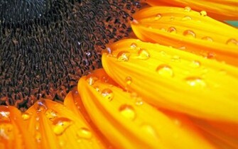 Sunflower Wallpaper HD