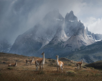 Lama HD Wallpaper