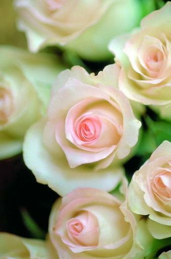 Pink Roses Simply Beautiful iPhone Wallpaper