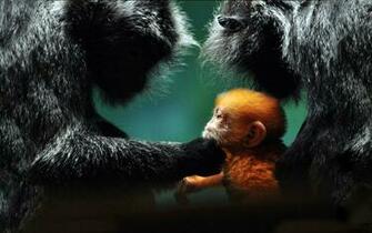 Monkey Wallpaper