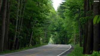 Amazing Forest Road Wallpaper