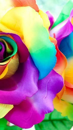 Wallpaper Multicolor Rose Petals Flowers Closeup