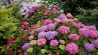 Hydrangeas Wallpaper