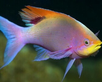 Wallpaper Sea Life Pictures
