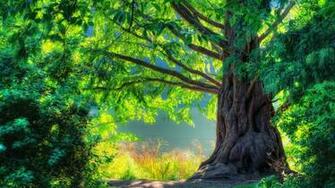 Beautiful Green Nature High Definition Wallpaper HD