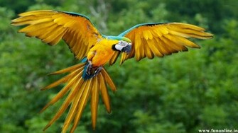 Parrot Wallpaper Rich And Striking Parrots HD
