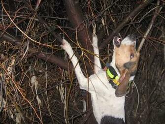 Coon Hunting Videos