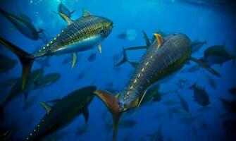 Schooling Fish Wallpaper Collective