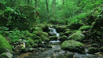 Nature Wallpaper