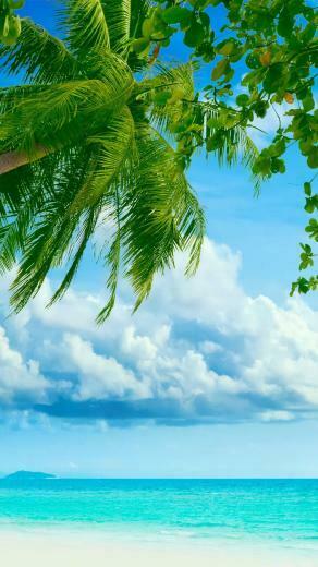Tropical Beach Coconut Tree Best Htc One Wallpaper