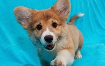 Corgi Puppy Wallpaper
