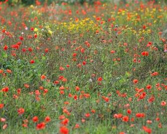 Desktop HD Wallpaper Perennial Wild Flowers
