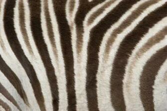 Zebra Print Wallpaper Archives HD Desktop