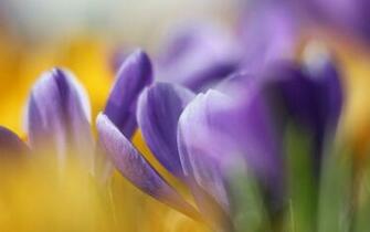 Purple Flowers Petals Summer Blur Ph T Background HD Wallpaper Jpg