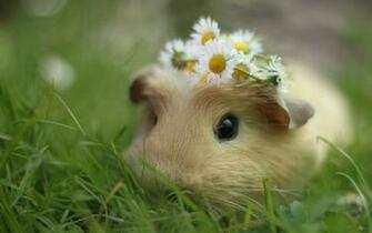 General Guinea Pig Desktop Wallpaper