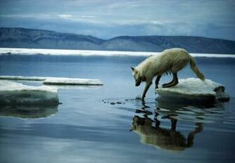 Responses To Shell Oil Calls Off Arctic Drilling Project For Now