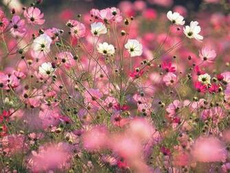 Flower Wallpaper Spring Vilage Garden