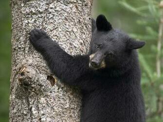 HD Desktop Wallpaper Black Bear Pictures