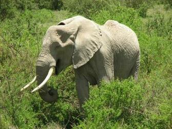 Elephants Wild Life