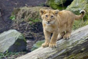 Lion Cub Wallpaper