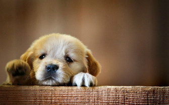 Cute Dog HD Background Computer Net
