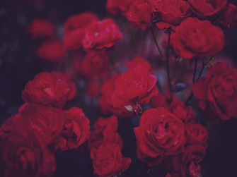 Red Rose Aesthetic Wallpaper