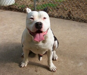 American Pit Bull Terrier HD Wallpaper