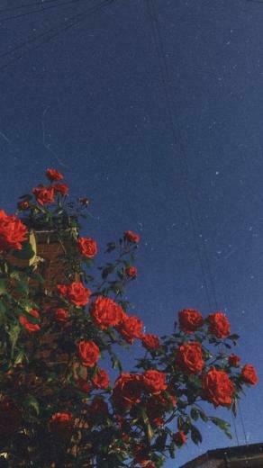 Aesthetic Wallpaper Ideas For Your iPhone Do It