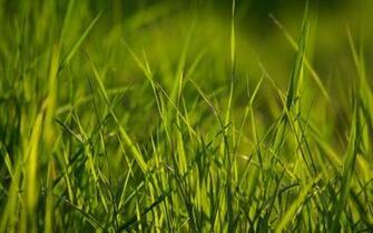 Grass Wallpaper