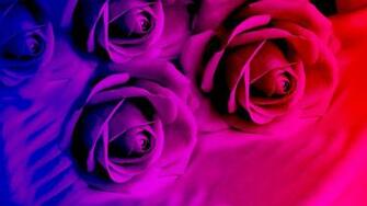 Purple Roses In Bright Color Wallpaper And Image