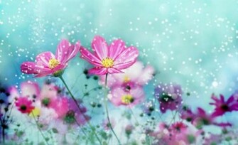 Pretty Flower Wallpaper Flowers