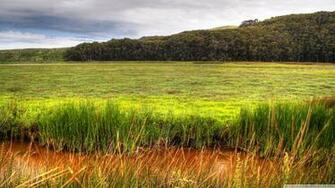 Wetland 4k HD Desktop Wallpaper For Ultra Tv Wide