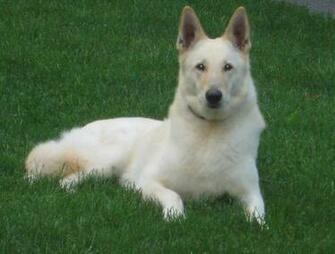 Big German Shepherds White Shepherd Dogs