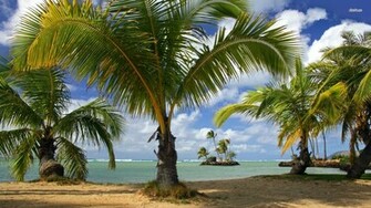 Palm Trees Wallpaper