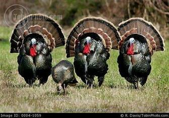 Wild Turkeys