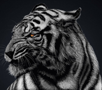 Black Tiger HD Wallpaper