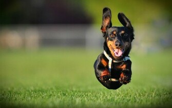 Animal Dachshund Wallpaper