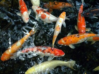 Koi Wallpaper Fish Carp