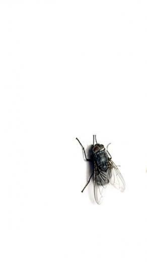 Plain Fly Animal iPhone Wallpaper S 3g