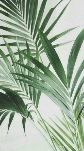 Plant Love