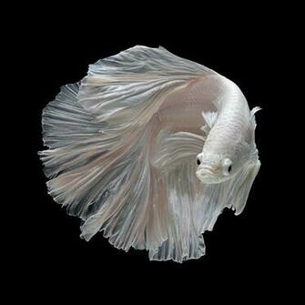 iPhone 6s Announced With Betta Background Live Tropical Fish